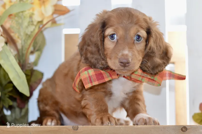 Molly – Dachshund puppy for sale in Anderson, MO