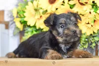 Felix, a male Silky Terrier for sale in Anderson, MO – 7 of 8