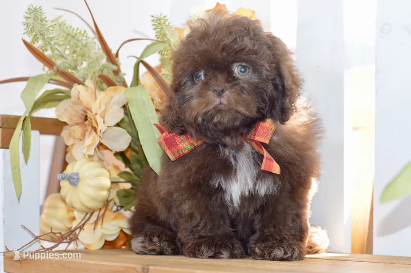 Kaycee – Shih Tzu puppy for sale in Anderson, MO