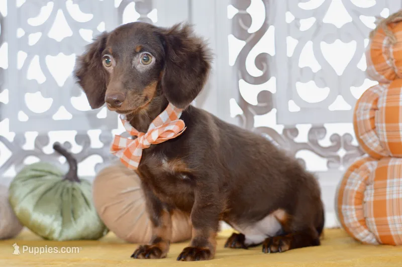 Drew – Miniature Dachshund puppy for sale in Anderson, MO