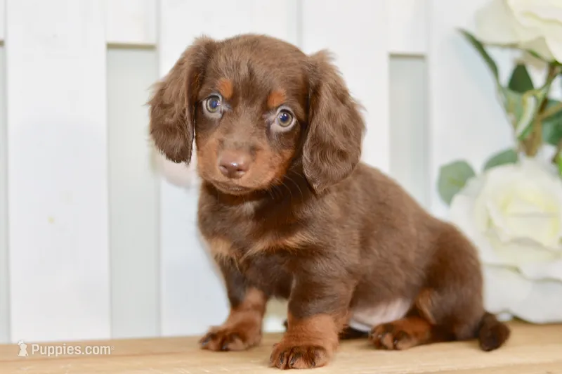 Nellie – Miniature Dachshund puppy for sale in Anderson, MO