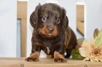 Sam, a male Miniature Dachshund for sale in Anderson, MO – 5 of 8