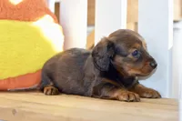 Gwen, a female Dachshund for sale in Anderson, MO – 5 of 8