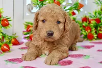 Jayce, a male Miniature Goldendoodle for sale in Anderson, MO – 6 of 8