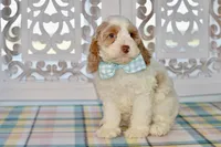 Charles, a male Cockapoo for sale in Anderson, MO – 2 of 8