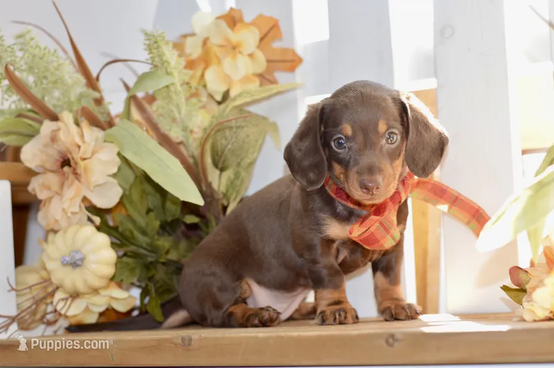 Luna – Miniature Dachshund puppy for sale in Anderson, MO