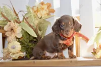 Luna, a female Miniature Dachshund for sale in Anderson, MO – 1 of 8