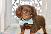 Nellie, a female Miniature Dachshund for sale in Anderson, MO – 5 of 8