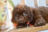 Kaycee, a female Shih Tzu for sale in Anderson, MO – 3 of 8