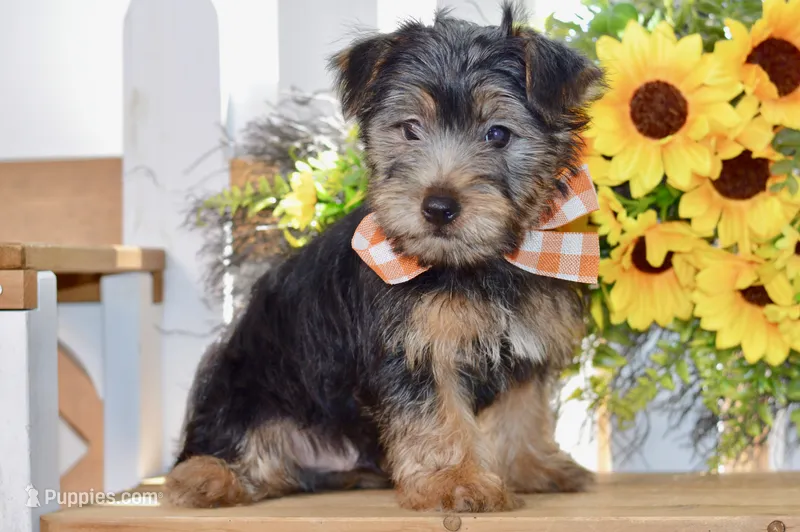 Felix – Silky Terrier puppy for sale in Anderson, MO