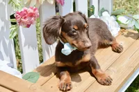 Nash, a female Miniature Dachshund for sale in Anderson, MO – 3 of 8