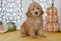 Jake, a male Miniature Goldendoodle for sale in Anderson, MO – 6 of 8