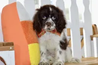 Robyn, a female Cocker Spaniel for sale in Anderson, MO – 6 of 8