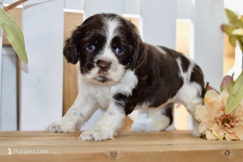 Robyn – Cocker Spaniel puppy for sale in Anderson, MO