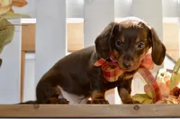 Luna, a female Miniature Dachshund for sale in Anderson, MO – 2 of 8