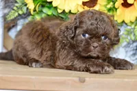 Kaycee, a female Shih Tzu for sale in Anderson, MO – 6 of 8