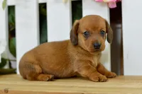 Harris, a male Dachshund for sale in Anderson, MO – 8 of 8