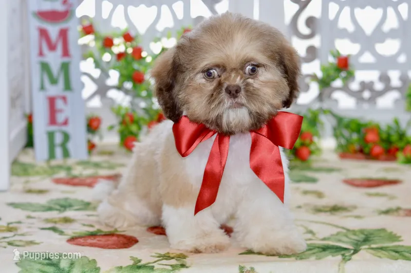Brett – Shih Tzu puppy for sale in Anderson, MO