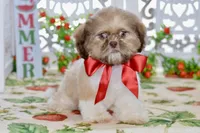 Brett, a male Shih Tzu for sale in Anderson, MO – 1 of 8
