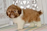 Brett, a male Shih Tzu for sale in Anderson, MO – 8 of 8