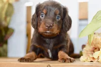 Sam, a male Miniature Dachshund for sale in Anderson, MO – 6 of 8
