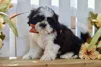 Kiara, a female Shih Tzu for sale in Anderson, MO – 5 of 8