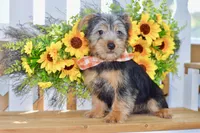 Frank, a male Silky Terrier for sale in Anderson, MO – 5 of 8