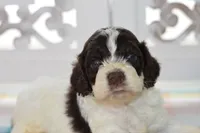 Chase, a male Cockapoo for sale in Anderson, MO – 7 of 8
