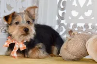 Fern, a female Silky Terrier for sale in Anderson, MO – 6 of 7