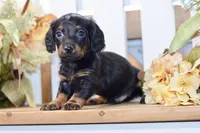 Caden, a male Miniature Dachshund for sale in Anderson, MO – 6 of 8