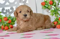 Jake, a male Miniature Goldendoodle for sale in Anderson, MO – 3 of 8