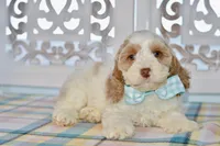 Charles, a male Cockapoo for sale in Anderson, MO – 7 of 8