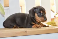 Sofie, a female Miniature Dachshund for sale in Anderson, MO – 7 of 8
