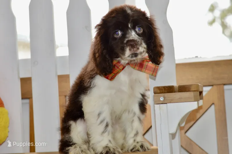 Robyn – Cocker Spaniel puppy for sale in Anderson, MO
