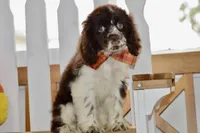 Robyn, a female Cocker Spaniel for sale in Anderson, MO – 1 of 8