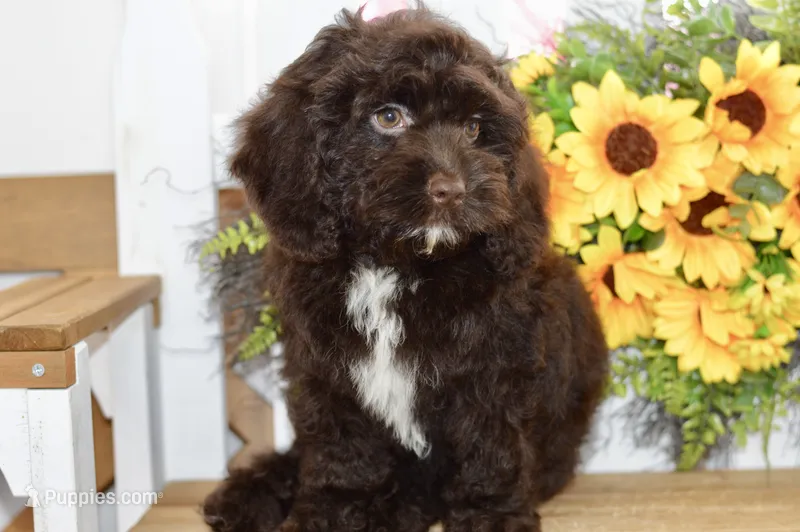 Claire – Cockapoo puppy for sale in Anderson, MO