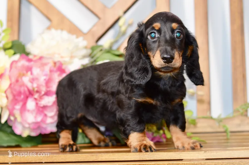 Able – Miniature Dachshund puppy for sale in Anderson, MO