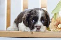 Robyn, a female Cocker Spaniel for sale in Anderson, MO – 7 of 8
