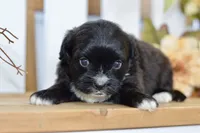 Pearl, a female Shihpoo for sale in Anderson, MO – 6 of 8