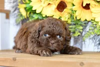 Kaycee, a female Shih Tzu for sale in Anderson, MO – 3 of 8