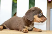 Haylee, a female Dachshund for sale in Anderson, MO – 5 of 8