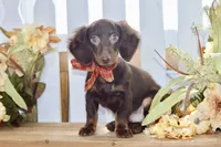 Drew, a male Miniature Dachshund for sale in Anderson, MO – 8 of 8