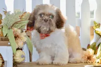 Brett, a male Shih Tzu for sale in Anderson, MO – 6 of 8