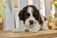 Remi, a female Cocker Spaniel for sale in Anderson, MO – 4 of 8