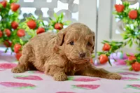 Josey, a female Miniature Goldendoodle for sale in Anderson, MO – 7 of 8