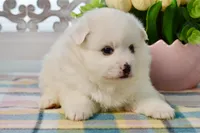 Lainey, a female American Eskimo for sale in Anderson, MO – Photo 3 of 8