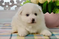 Lainey, a female American Eskimo for sale in Anderson, MO – Photo 2 of 8