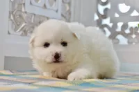Lainey, a female American Eskimo for sale in Anderson, MO – Photo 7 of 8