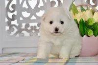 Lainey, a female American Eskimo for sale in Anderson, MO – Photo 4 of 8