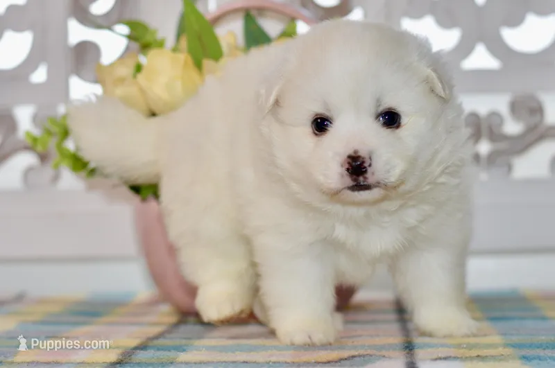 Lainey – American Eskimo puppy for sale in Anderson, MO